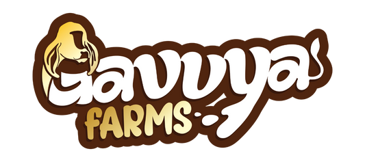 Gavvya Farms Pure A2 Gir Cow Ghee